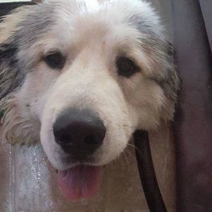 Meet your Posher, Roberta